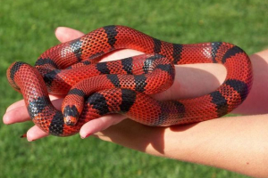 Чиї тварини насправді не бояться Чиї тварини насправді не бояться